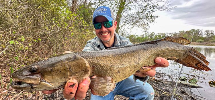 Podcast rapide: c’est le secret pour attraper plus de bowfin Podcast rapide: c'est le secret pour attraper plus de bowfin