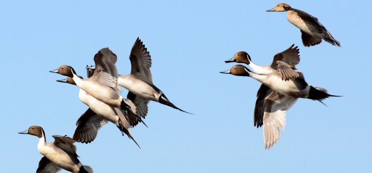 Les numéros de pinton augmentent, les collants sont stables et d’autres plats à emporter de l’enquête Duck de cette année Les numéros de pinton augmentent, les collants sont stables et d'autres plats à emporter de l'enquête Duck de cette année