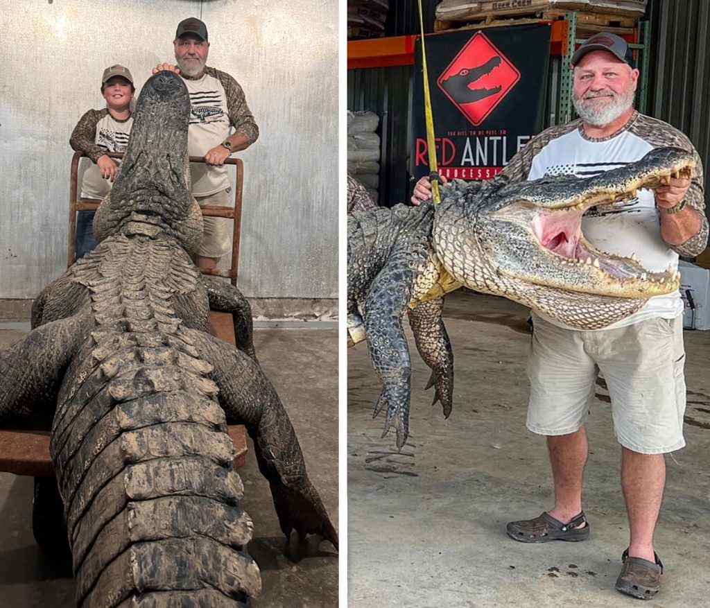 «Cela m'a arraché du bateau. Les chasseurs étiquettent Giant Gator qui est presque un record d'État