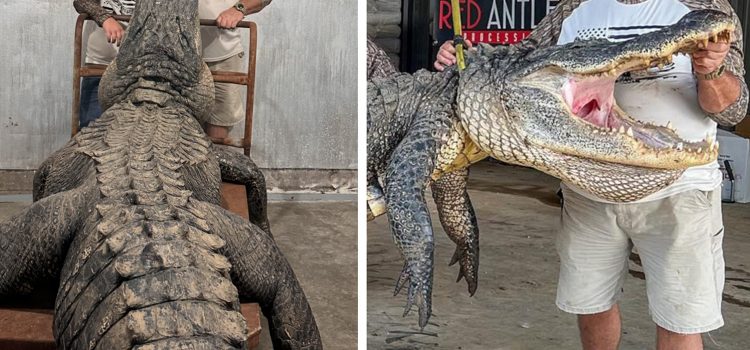 «Cela m’a arraché du bateau. Les chasseurs étiquettent Giant Gator qui est presque un record d’État «Cela m'a arraché du bateau. Les chasseurs étiquettent Giant Gator qui est presque un record d'État