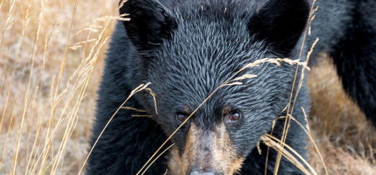 «C'est tout simplement inconnu. L'Arkansas vient d'avoir sa première attaque d'ours noir depuis des décennies
