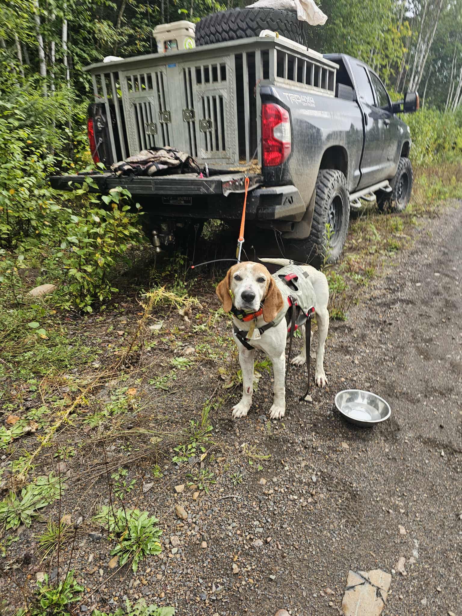 [Titre du site] Boomer The Hound Dog a été bloqué sur une falaise pendant deux jours. Puis il a obtenu un sauvetage improbable