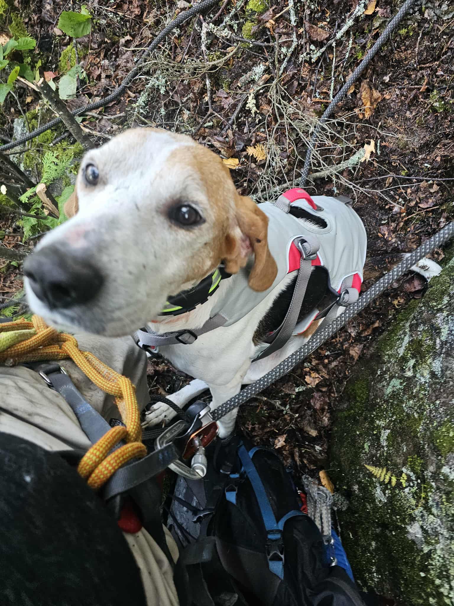 [Titre du site] Boomer The Hound Dog a été bloqué sur une falaise pendant deux jours. Puis il a obtenu un sauvetage improbable