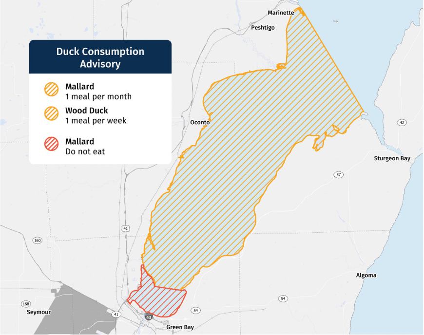 [Titre du site] Le DNR du Wisconsin avertit les chasseurs de ne pas manger de collants tournés à Green Bay. Mais que se passe-t-il lorsque les canards contaminés migrent?