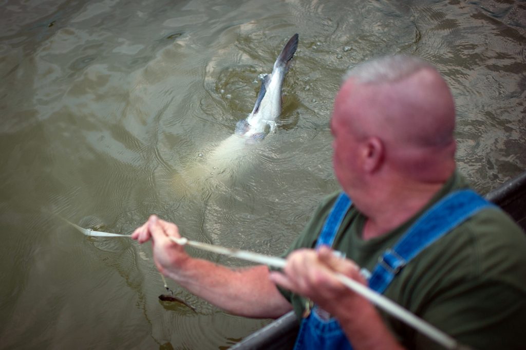 24 Photos fascinantes de la trotlinlation du poisson-chat, un art mourant dans le sud