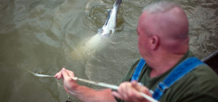 24 Photos fascinantes de la trotlinlation du poisson-chat, un art mourant dans le sud 24 Photos fascinantes de la trotlinlation du poisson-chat, un art mourant dans le sud