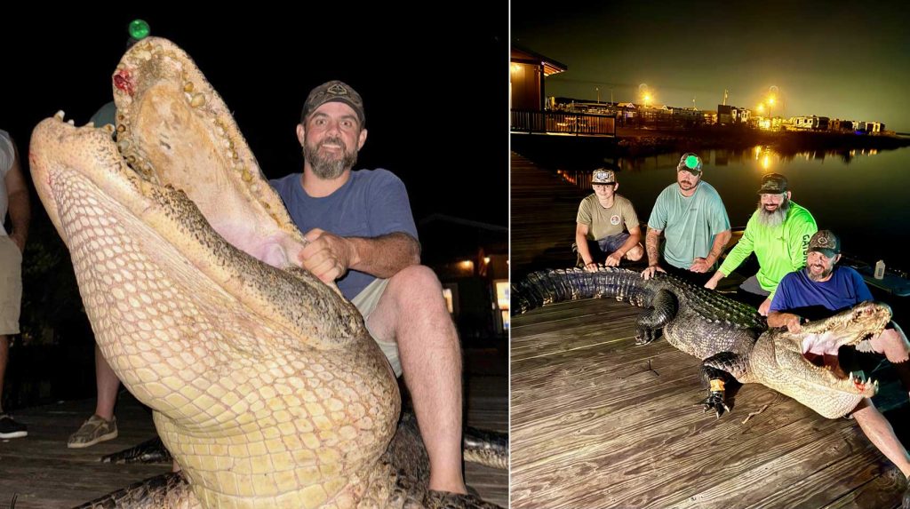 Les chasseurs étiquettent l'alligator «Dragon-Size» dans le réservoir Ross Barnett du Mississippi