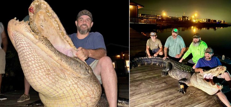 Les chasseurs étiquettent l’alligator «Dragon-Size» dans le réservoir Ross Barnett du Mississippi Les chasseurs étiquettent l'alligator «Dragon-Size» dans le réservoir Ross Barnett du Mississippi
