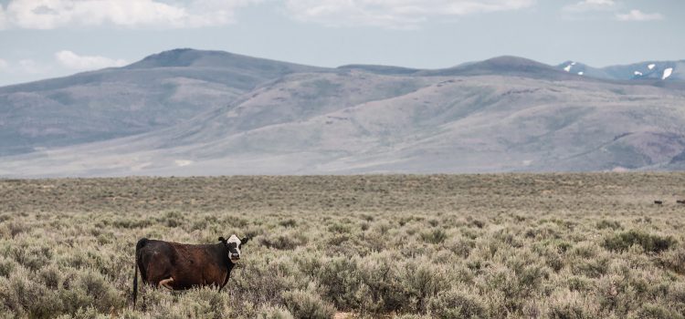 Un an seulement après sa mise en œuvre, BLM prévoit d’annuler la règle des terres publiques Un an seulement après sa mise en œuvre, BLM prévoit d'annuler la règle des terres publiques