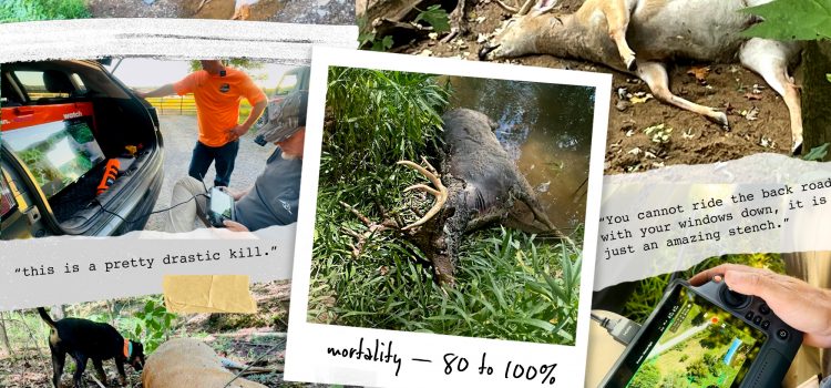 «La mort est dans les airs.» Ce pilote de drone et le tracker de cerf découvrent la queue de la queue blanche de masse. «La mort est dans les airs.» Ce pilote de drone et le tracker de cerf découvrent la queue de la queue blanche de masse.