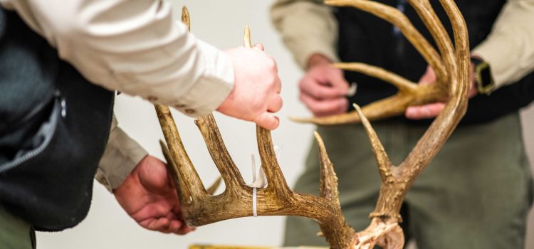 Le braconnage de la faune coûte aux Américains un montant scandaleux
