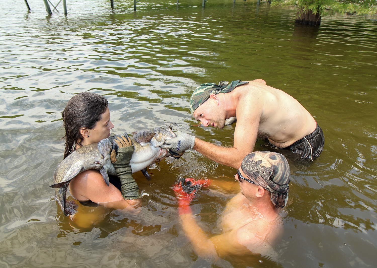 [Titre du site] 18 Photos sauvages de nouilles de poisson-chat luttent les places géantes