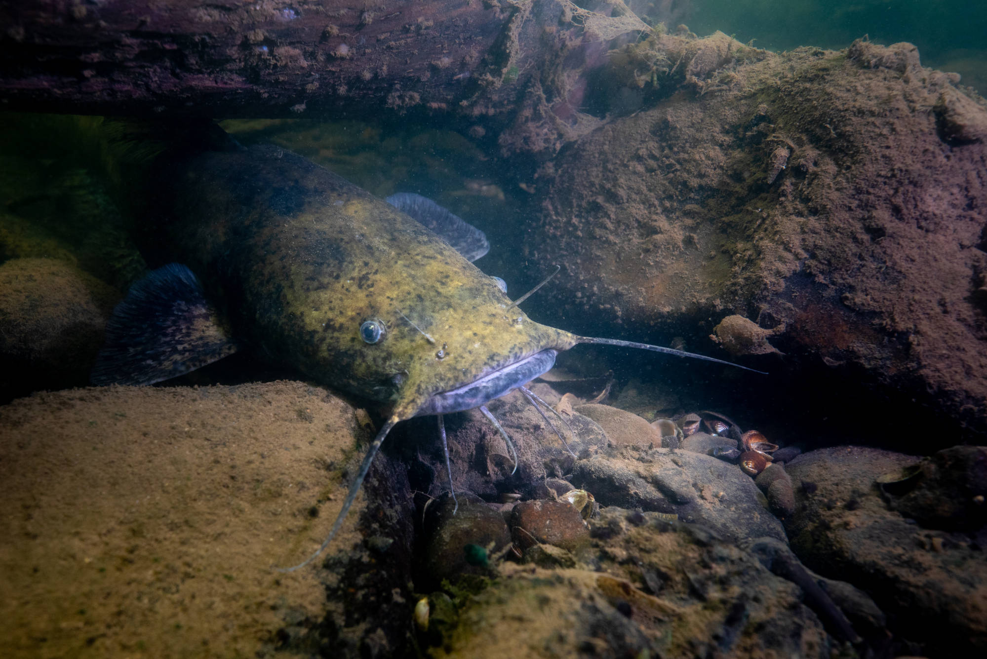 [Titre du site] 18 Photos sauvages de nouilles de poisson-chat luttent les places géantes