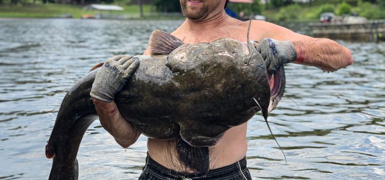 18 Photos sauvages de nouilles de poisson-chat luttent les places géantes
