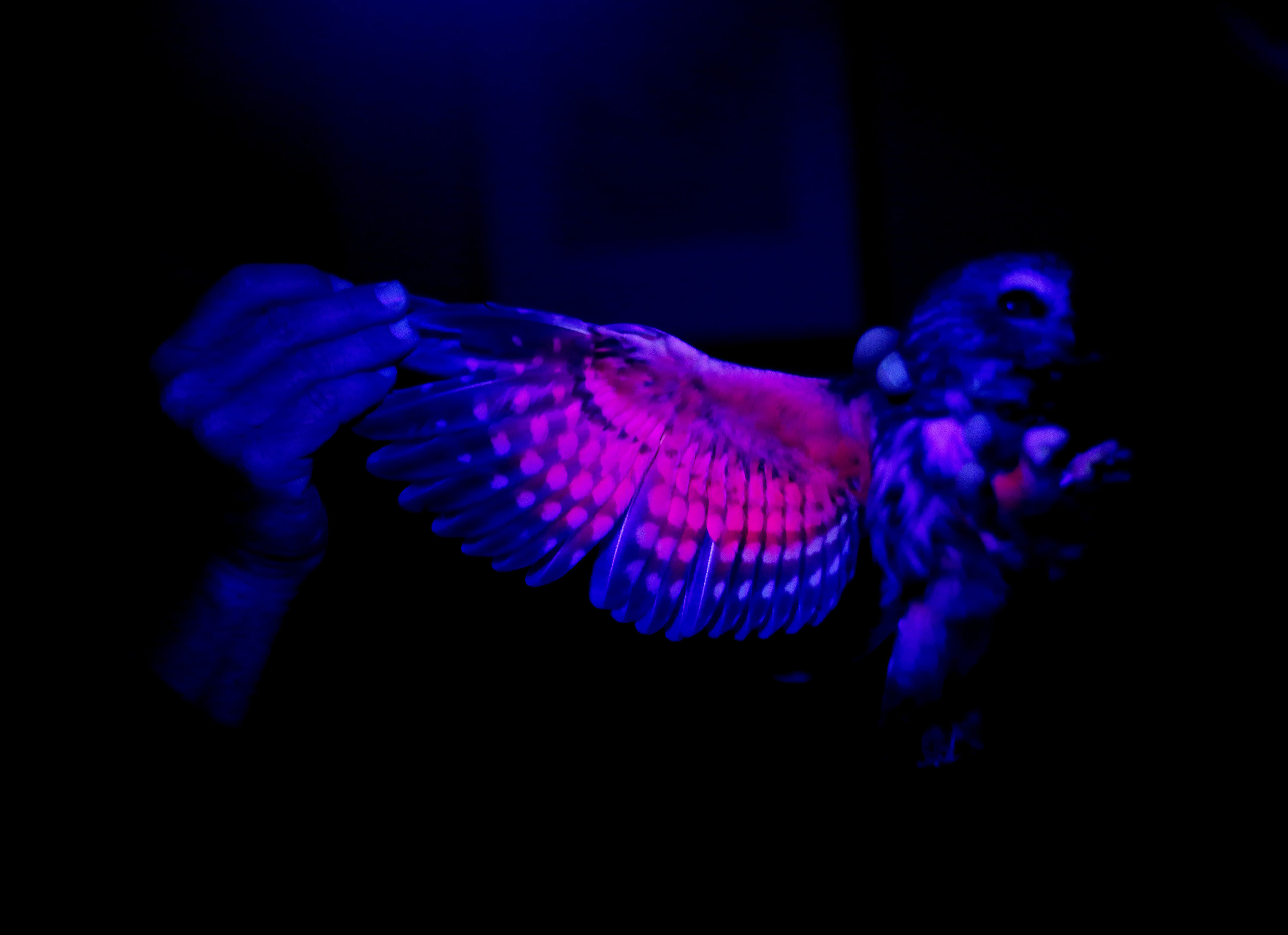 [Titre du site] 13 photos bizarres et merveilleuses d'une journée d'une journée dans la vie d'un biologiste de conservation