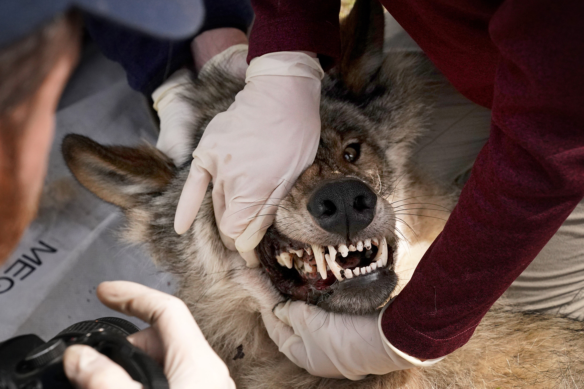 [Titre du site] 13 photos bizarres et merveilleuses d'une journée d'une journée dans la vie d'un biologiste de conservation