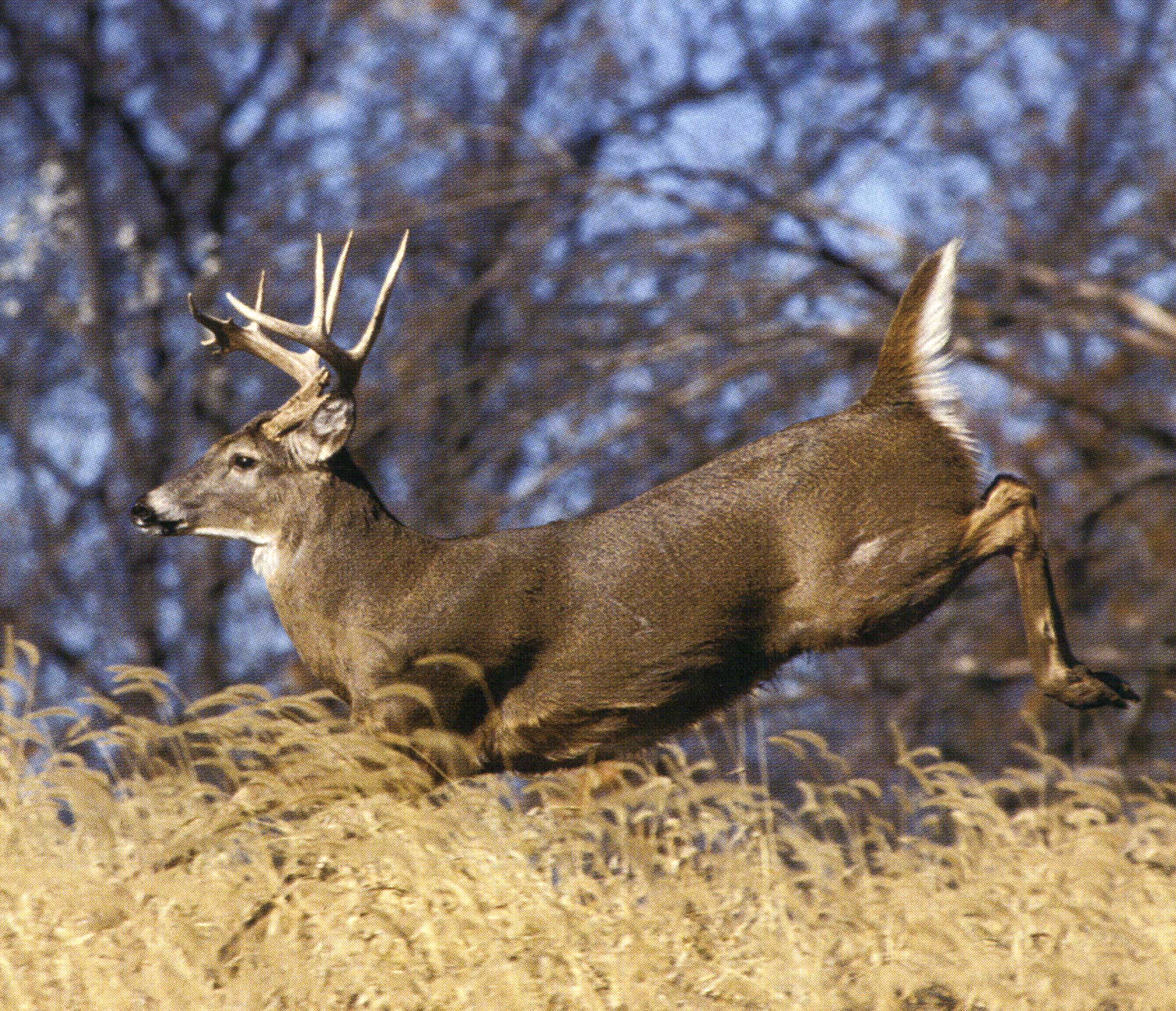 [Titre du site] Les 20 plus grands mythes de la chasse aux cerfs