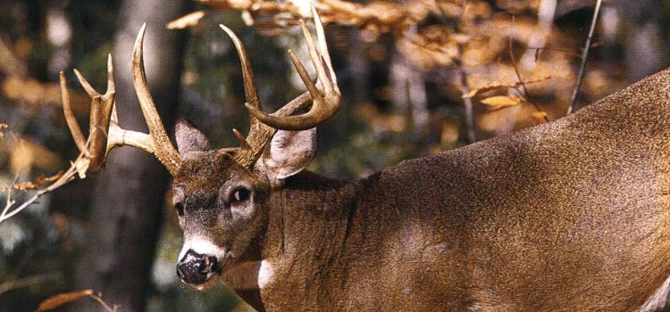 Les 20 plus grands mythes de la chasse aux cerfs
