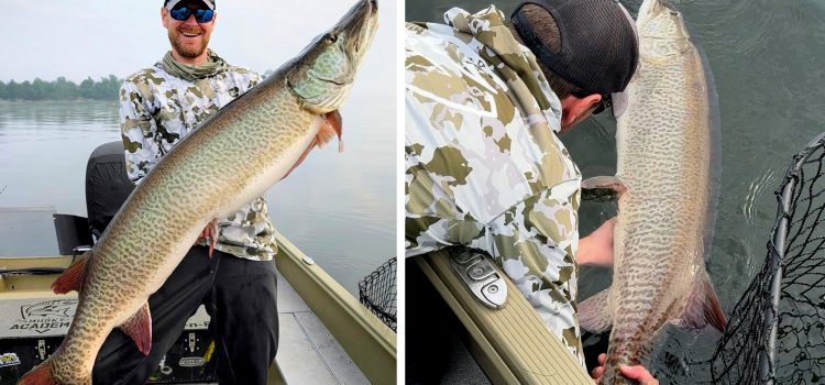 Giant Muskie capturé et sorti à Green Bay est un nouveau record du Wisconsin Giant Muskie capturé et sorti à Green Bay est un nouveau record du Wisconsin