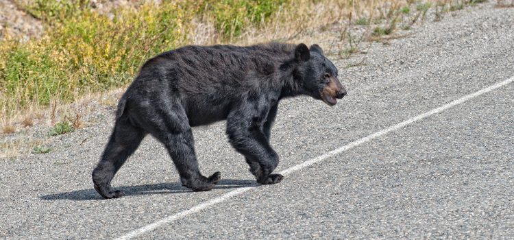 Grand-père Mauled par Black Bear dans « Insound » Attack est mort, les responsables de l’Arkansas confirment Grand-père Mauled par Black Bear dans `` Insound '' Attack est mort, les responsables de l'Arkansas confirment