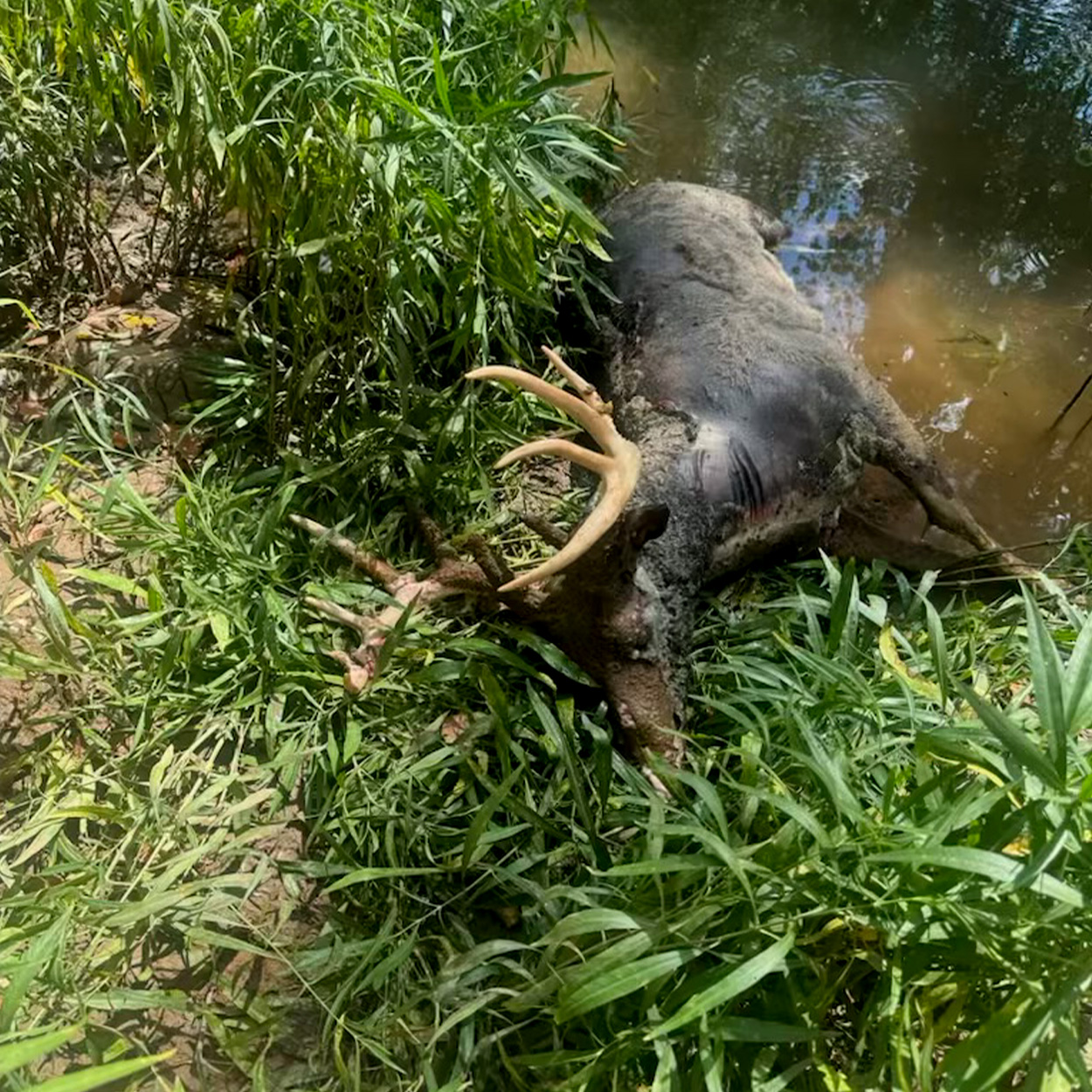 [Titre du site] L'épidémie EHD de l'Ohio s'aggrave alors que les officiels considèrent les coupes de tag et que les chasseurs demandent des restrictions encore plus strictes