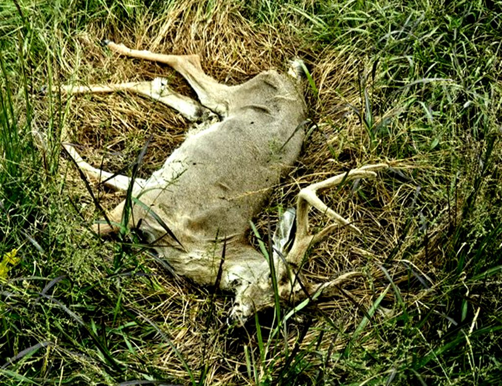 L'épidémie EHD de l'Ohio s'aggrave alors que les officiels considèrent les coupes de tag et que les chasseurs demandent des restrictions encore plus strictes