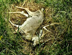 L'épidémie EHD de l'Ohio s'aggrave alors que les officiels considèrent les coupes de tag et que les chasseurs demandent des restrictions encore plus strictes