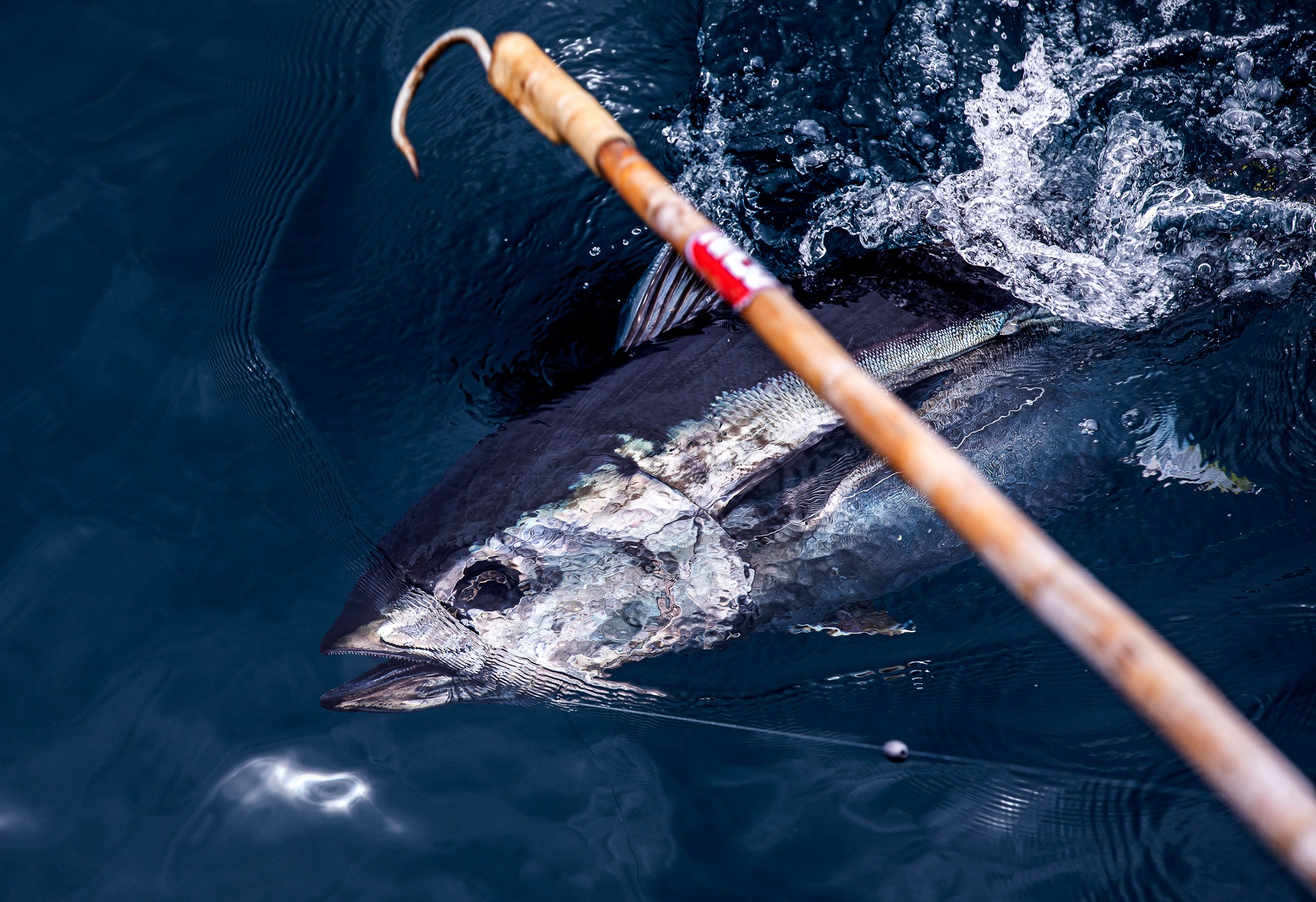 [Titre du site] 21 Photos sauvages des équipes de charter purs et durs qui ne peuvent pas arrêter la pêche au thon