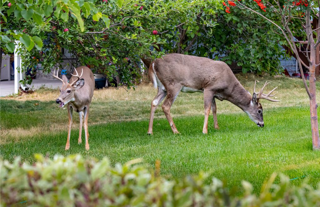 Les chercheurs nourrissent des friandises avec des queues blanches de banlieue. Voici pourquoi