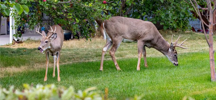 Les chercheurs nourrissent des friandises avec des queues blanches de banlieue. Voici pourquoi
