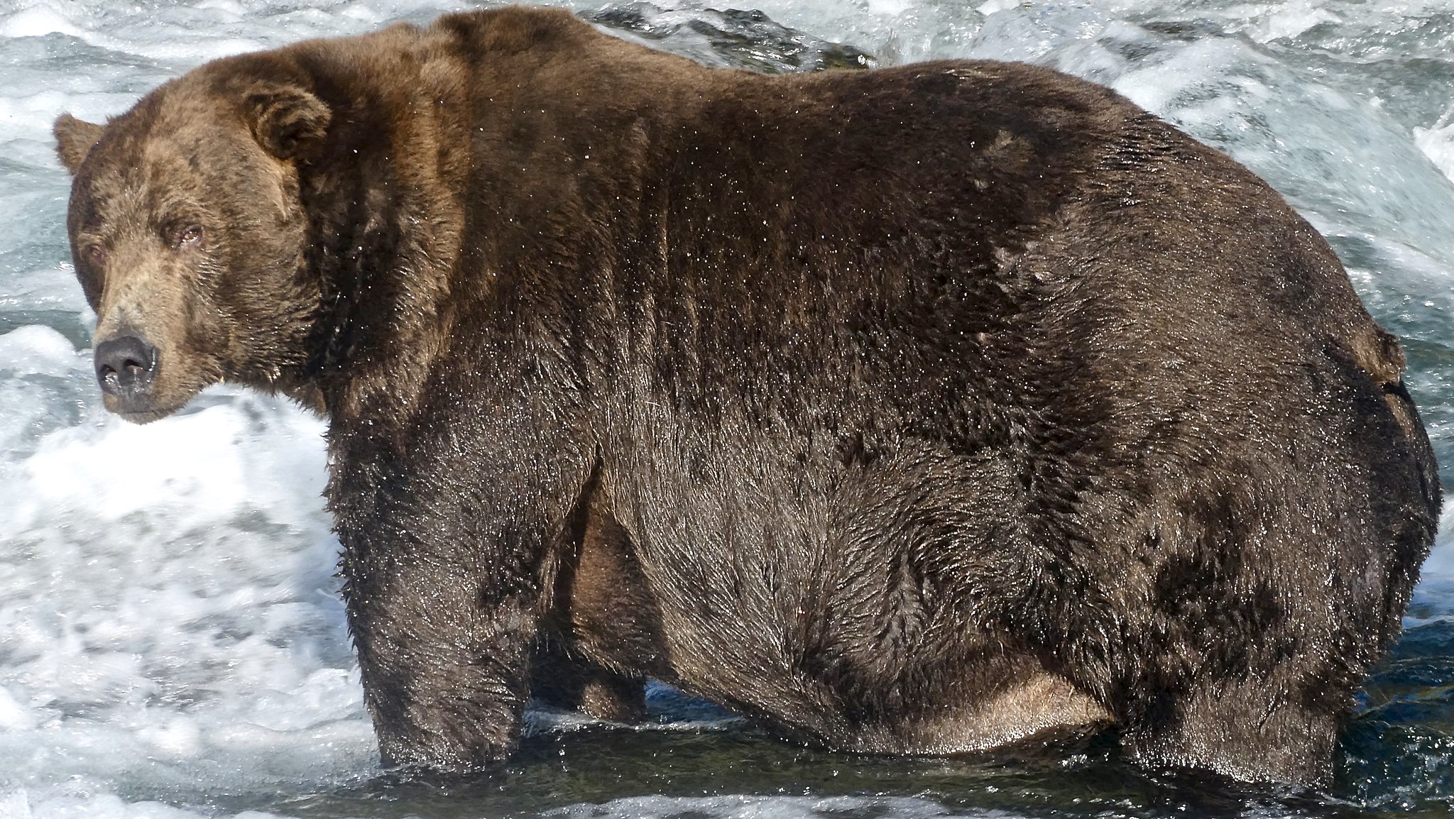 [Titre du site] 9 photos des énormes champions de la «Fat Bear Week» de l'Alaska