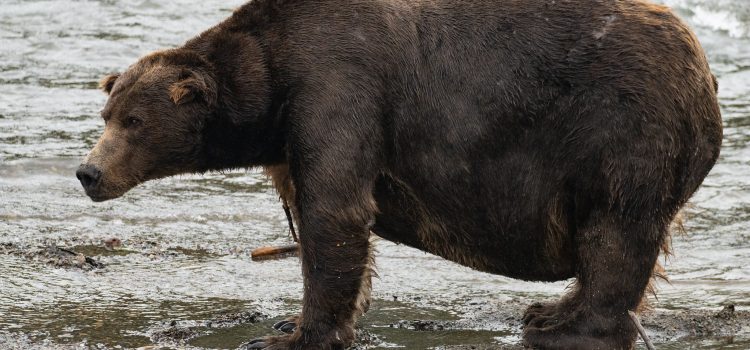 9 photos des énormes champions de la «Fat Bear Week» de l’Alaska 9 photos des énormes champions de la «Fat Bear Week» de l'Alaska