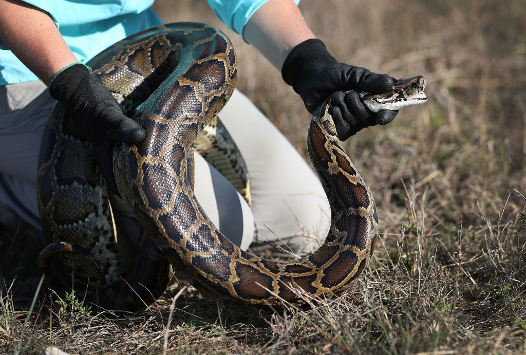 Pouvez-vous gagner votre vie de chasse aux pythons? Nous avons demandé aux entrepreneurs de serpents invasifs de la Floride