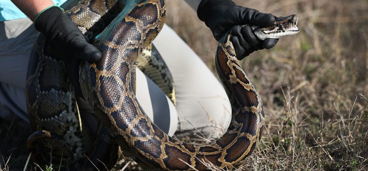 Pouvez-vous gagner votre vie de chasse aux pythons? Nous avons demandé aux entrepreneurs de serpents invasifs de la Floride
