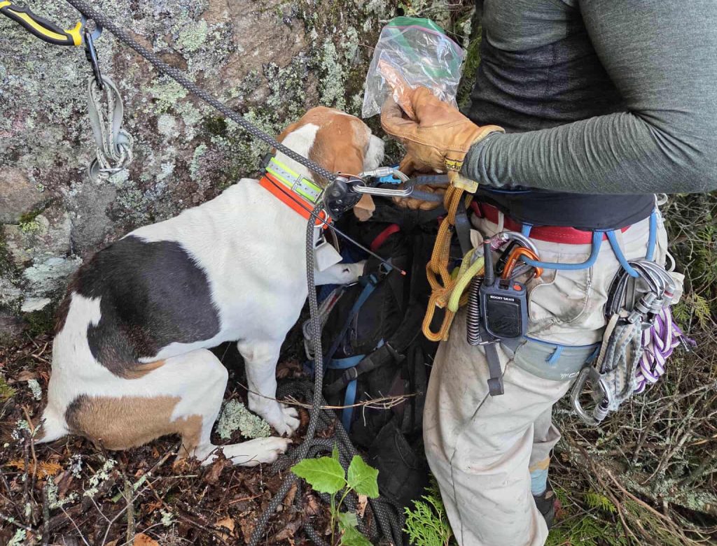 Boomer The Hound Dog a été bloqué sur une falaise pendant deux jours. Puis il a obtenu un sauvetage improbable