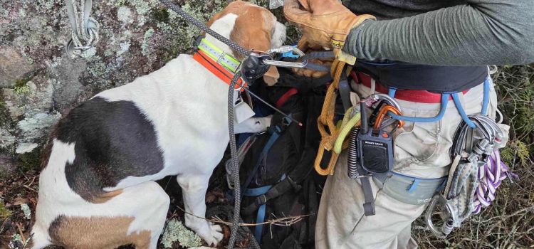 Boomer The Hound Dog a été bloqué sur une falaise pendant deux jours. Puis il a obtenu un sauvetage improbable
