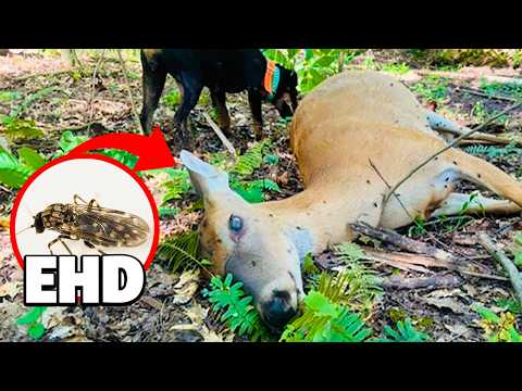 [Titre du site] «La mort est dans les airs.» Ce pilote de drone et le tracker de cerf découvrent la queue de la queue blanche de masse.