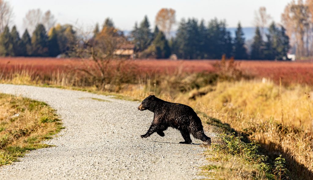 L'ancien Grizzly Manager dit que cette technologie est la réponse aux ours de bizutage, même sur les campus universitaires
