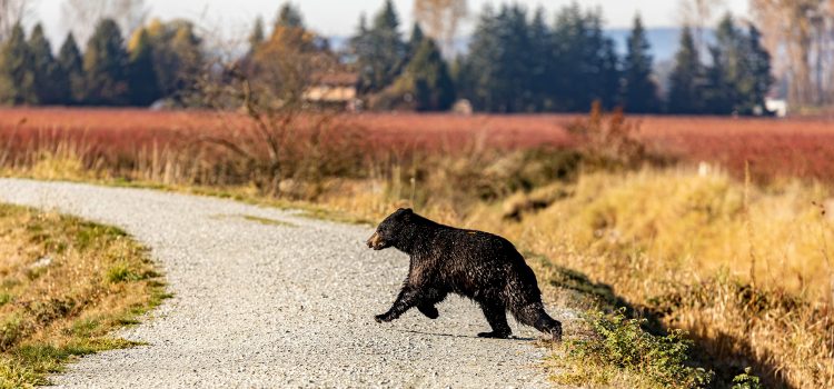 L’ancien Grizzly Manager dit que cette technologie est la réponse aux ours de bizutage, même sur les campus universitaires L'ancien Grizzly Manager dit que cette technologie est la réponse aux ours de bizutage, même sur les campus universitaires
