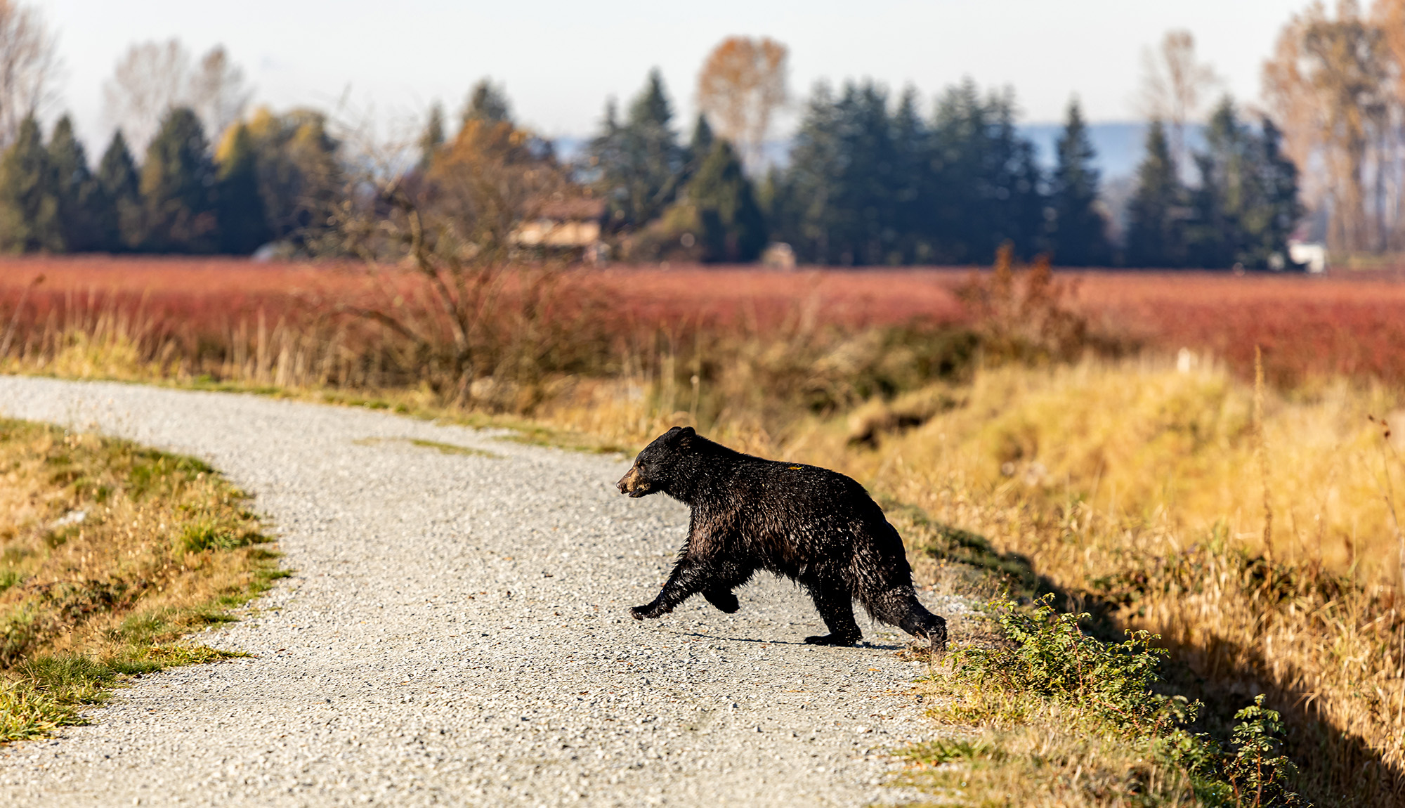 [Titre du site] L'ancien Grizzly Manager dit que cette technologie est la réponse aux ours de bizutage, même sur les campus universitaires