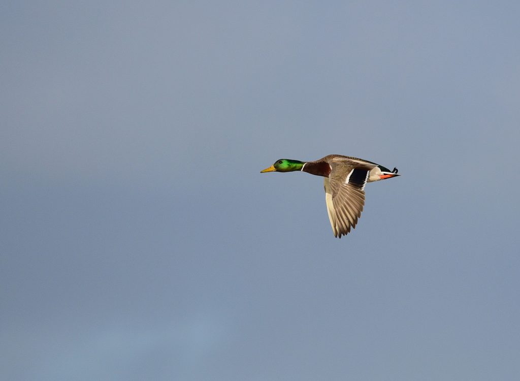 Le DNR du Wisconsin avertit les chasseurs de ne pas manger de collants tournés à Green Bay. Mais que se passe-t-il lorsque les canards contaminés migrent?