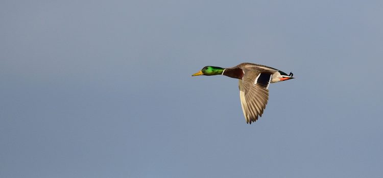 Le DNR du Wisconsin avertit les chasseurs de ne pas manger de collants tournés à Green Bay. Mais que se passe-t-il lorsque les canards contaminés migrent?
