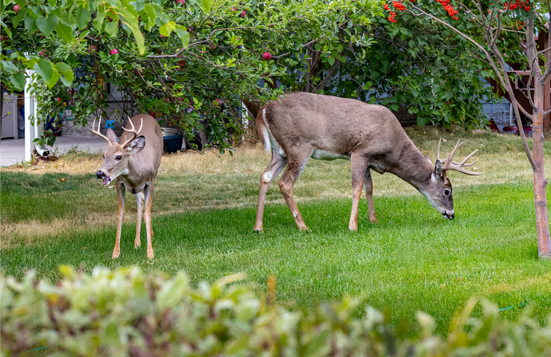[Titre du site] Les chercheurs nourrissent des friandises avec des queues blanches de banlieue. Voici pourquoi
