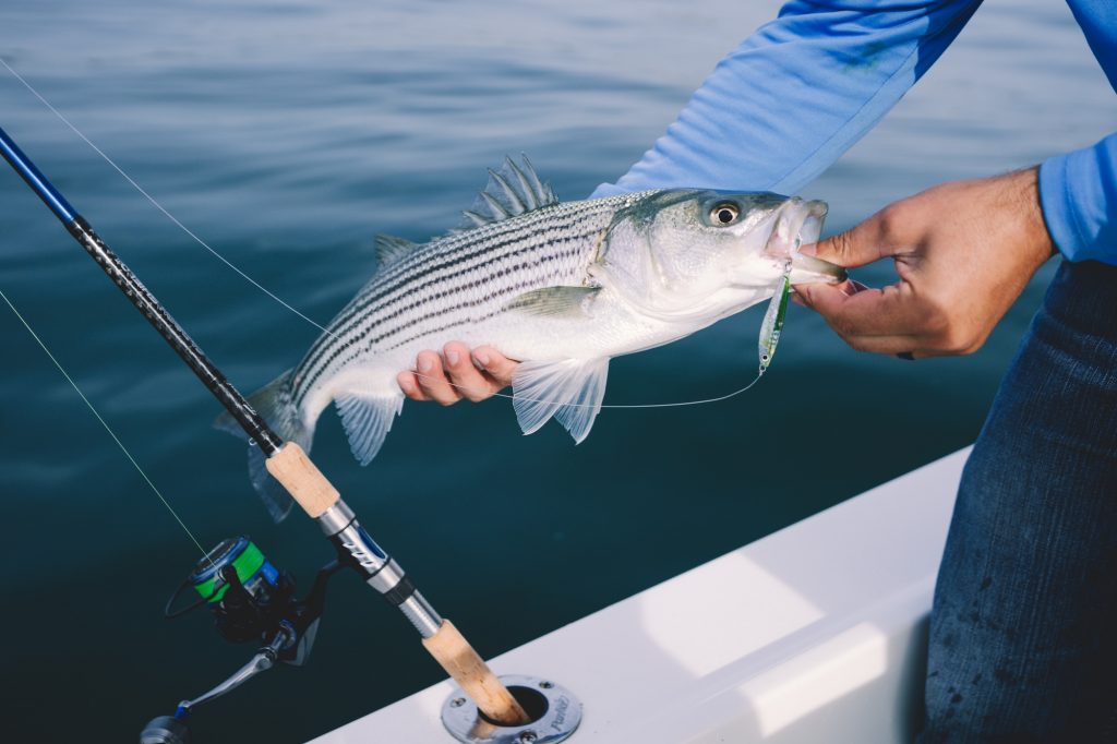 Où sont tous le bar rayé? Un biologiste prévisé pour votre nouvelle normale cet automne
