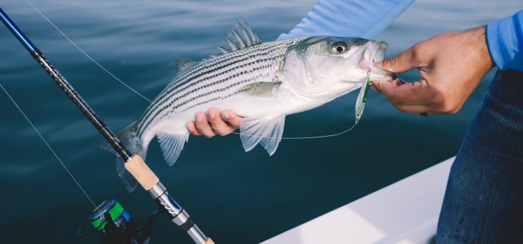 Où sont tous le bar rayé? Un biologiste prévisé pour votre nouvelle normale cet automne
