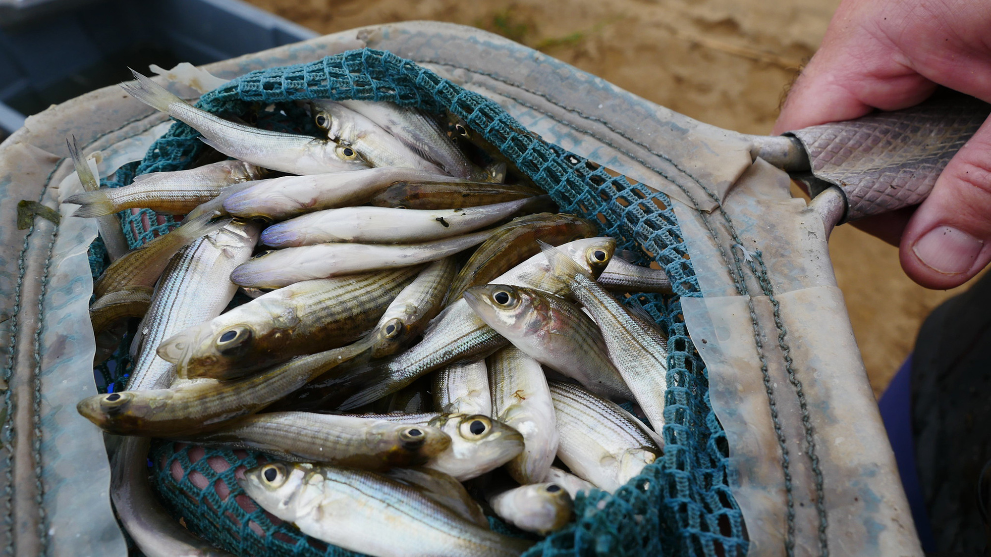 [Titre du site] Où sont tous le bar rayé? Un biologiste prévisé pour votre nouvelle normale cet automne