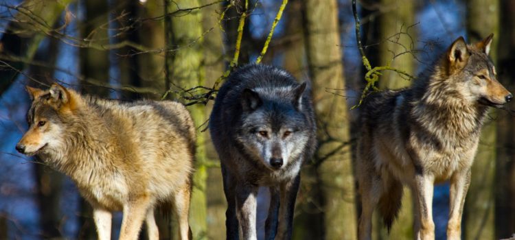 Les Wisconsin Wolves ont tué deux fois plus de chiens de chasse par rapport à l'année dernière - avec 6 chiens tués en seulement 2 jours
