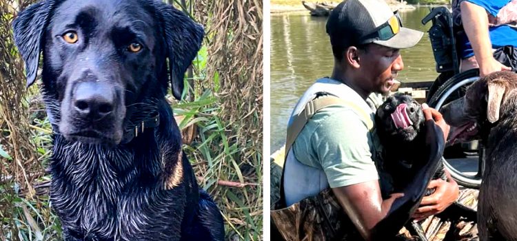Un chasseur a été retrouvé avec son chien de canard perdu grâce aux médias sociaux, et cette astuce intelligente Un chasseur a été retrouvé avec son chien de canard perdu grâce aux médias sociaux, et cette astuce intelligente