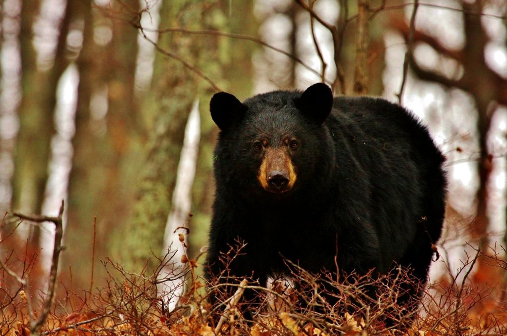 L'homme retrouvé mort dans le terrain de camping de l'Arkansas a probablement été tué par un ours. Ce serait la deuxième attaque mortelle là-bas en un mois