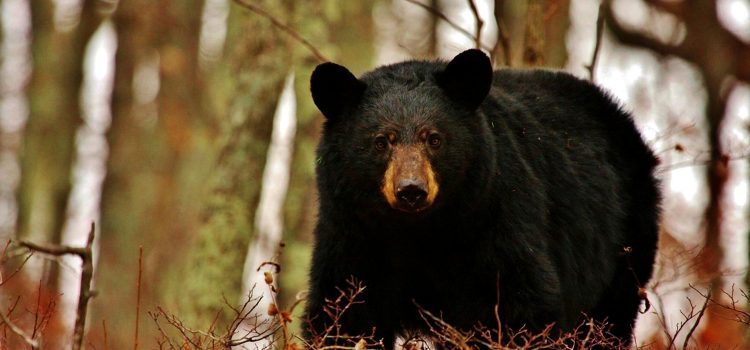 L’homme retrouvé mort dans le terrain de camping de l’Arkansas a probablement été tué par un ours. Ce serait la deuxième attaque mortelle là-bas en un mois L'homme retrouvé mort dans le terrain de camping de l'Arkansas a probablement été tué par un ours. Ce serait la deuxième attaque mortelle là-bas en un mois